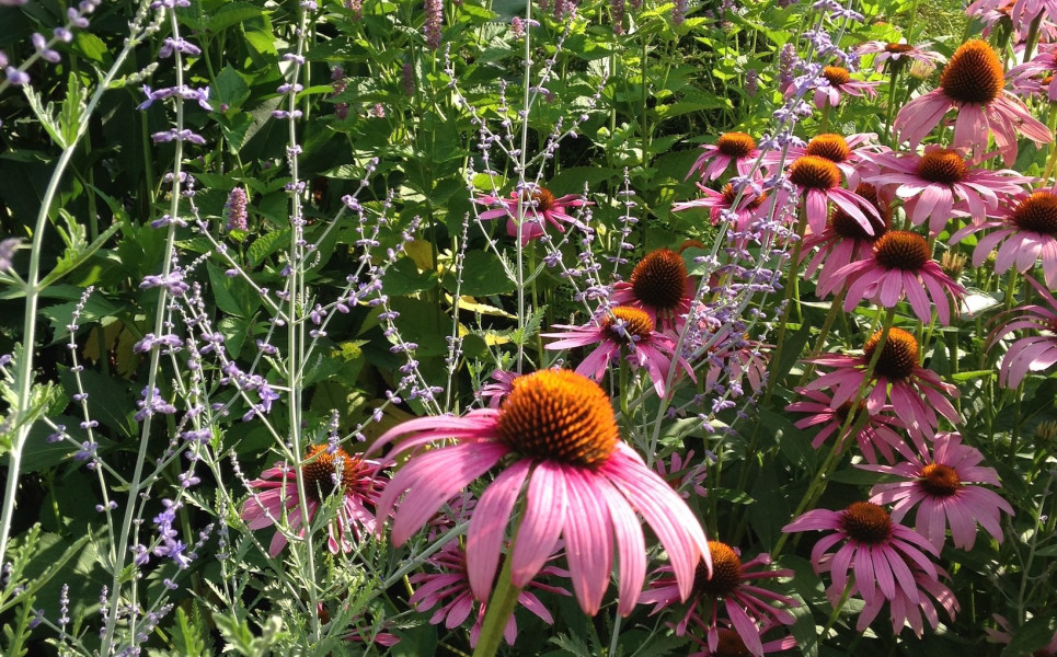 Native Plants & Pollinators for your Garden
