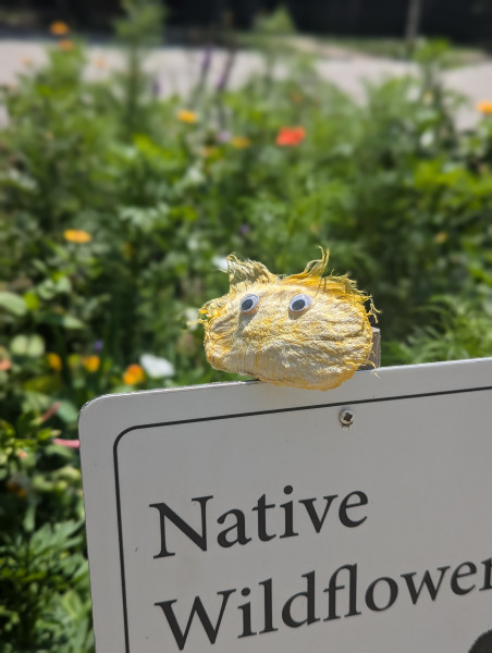 Help with building a native garden ☀️?